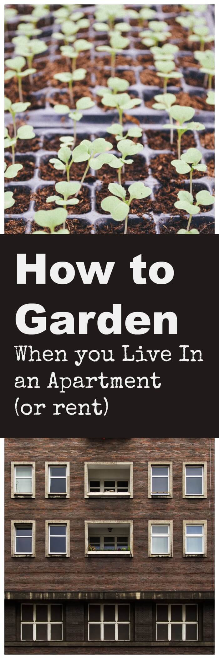 how-to-garden-when-you-live-in-an-apartment