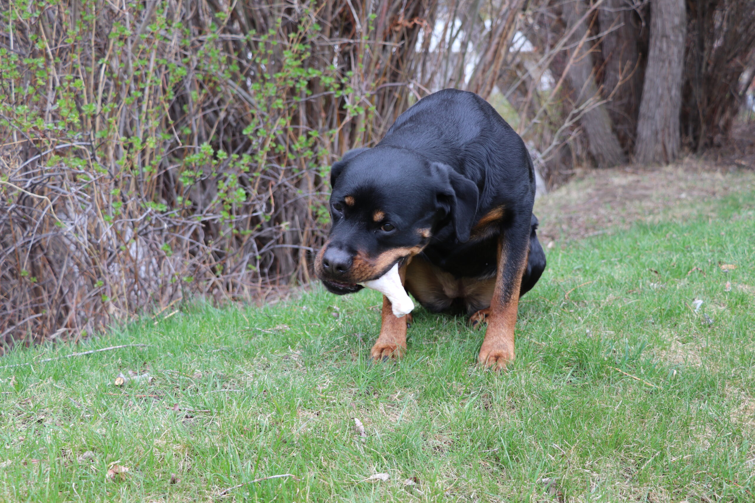 raw fed dog eating grass