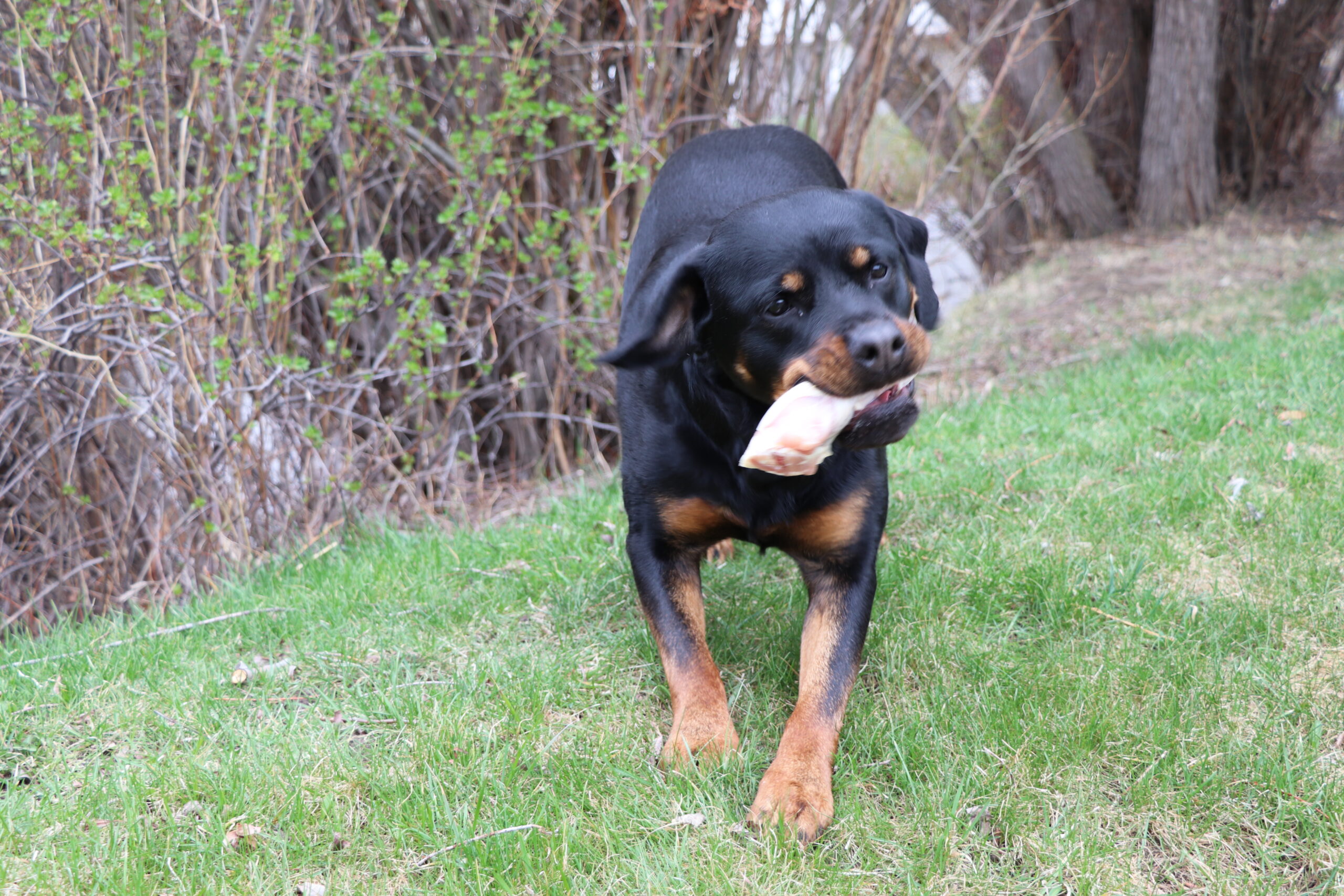 My dog ate outlet an entire chicken carcass