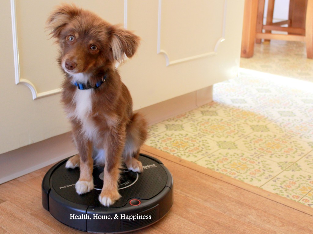 Dog and robot store vacuum