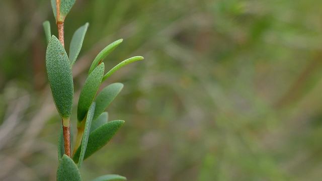 Tea tree essential oil health home and happiness