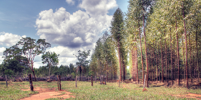 Eucalyptus essential oil