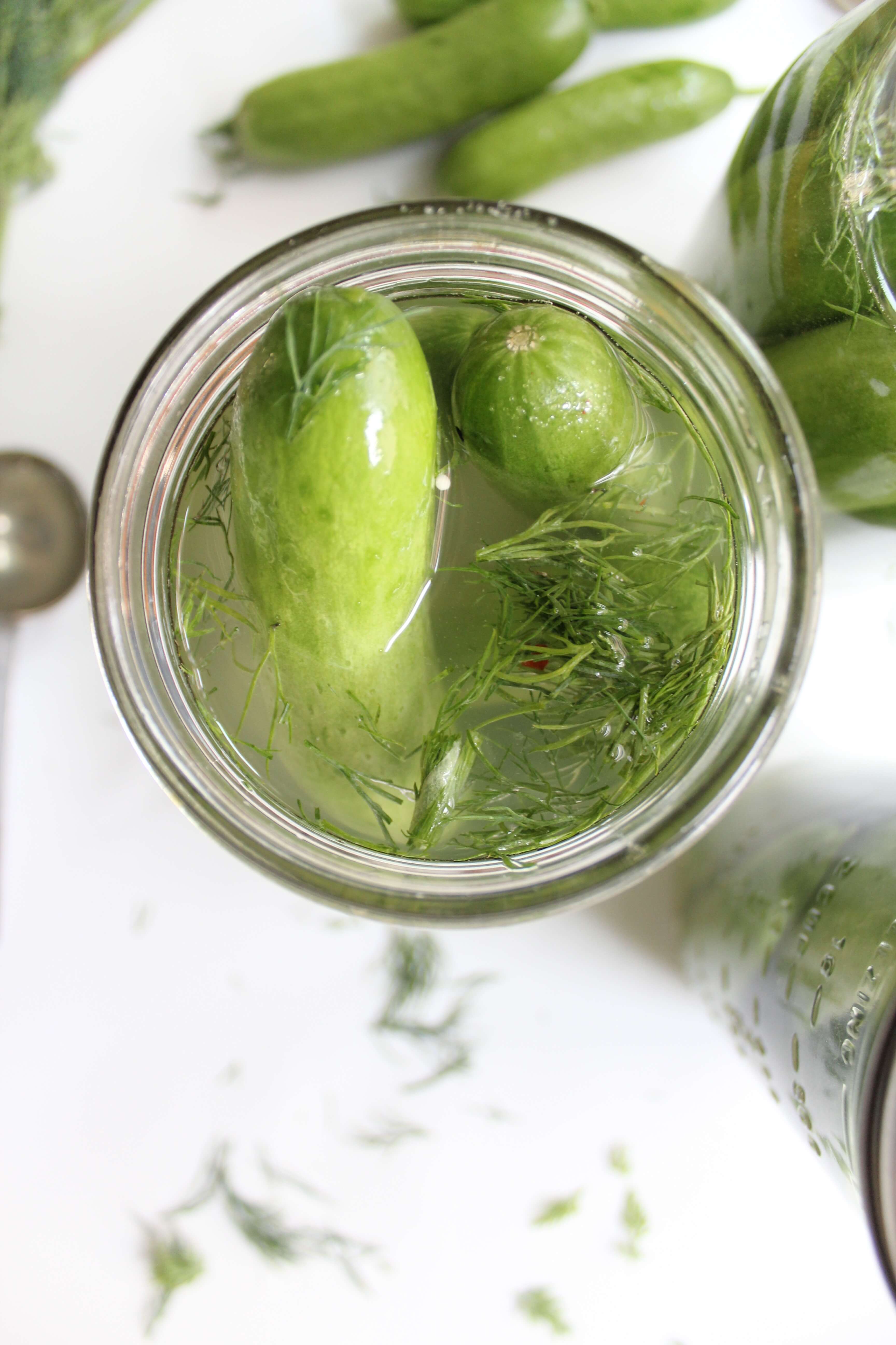 Perfect Lactofermented Dill Pickles (that work every time!)