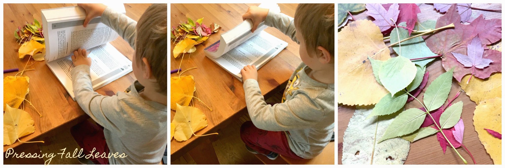 how to: wax paper and crayon fall leaves - V and Co. by Vanessa Christenson