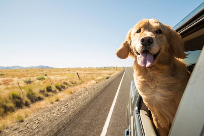  golden-retriever-with-his-head-out-the-window-you-know-you-are-in-ketosis-when-you-feel-this-good