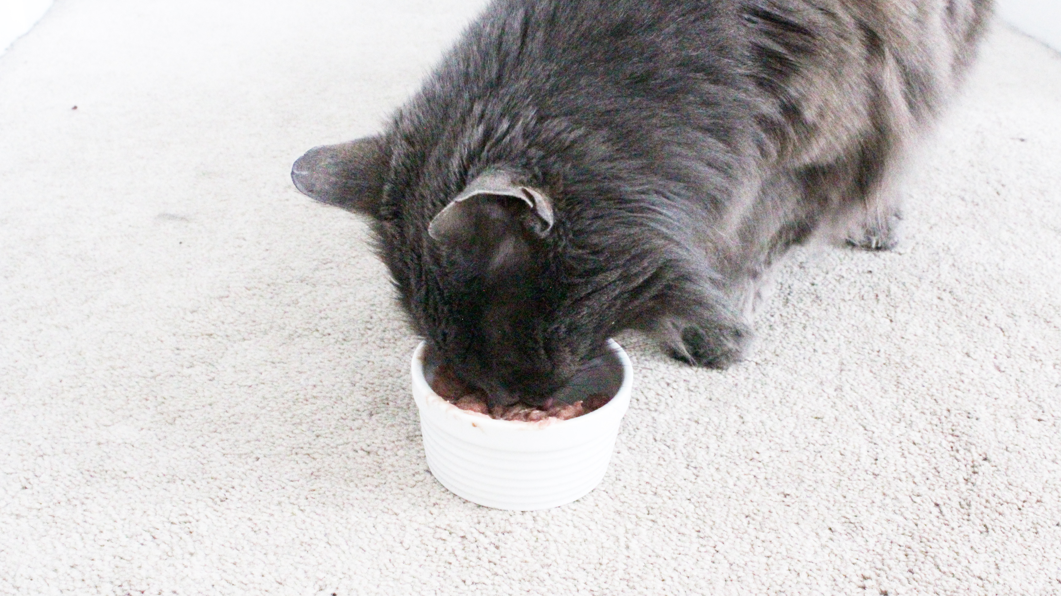 is it ok to feed older cats kitten food