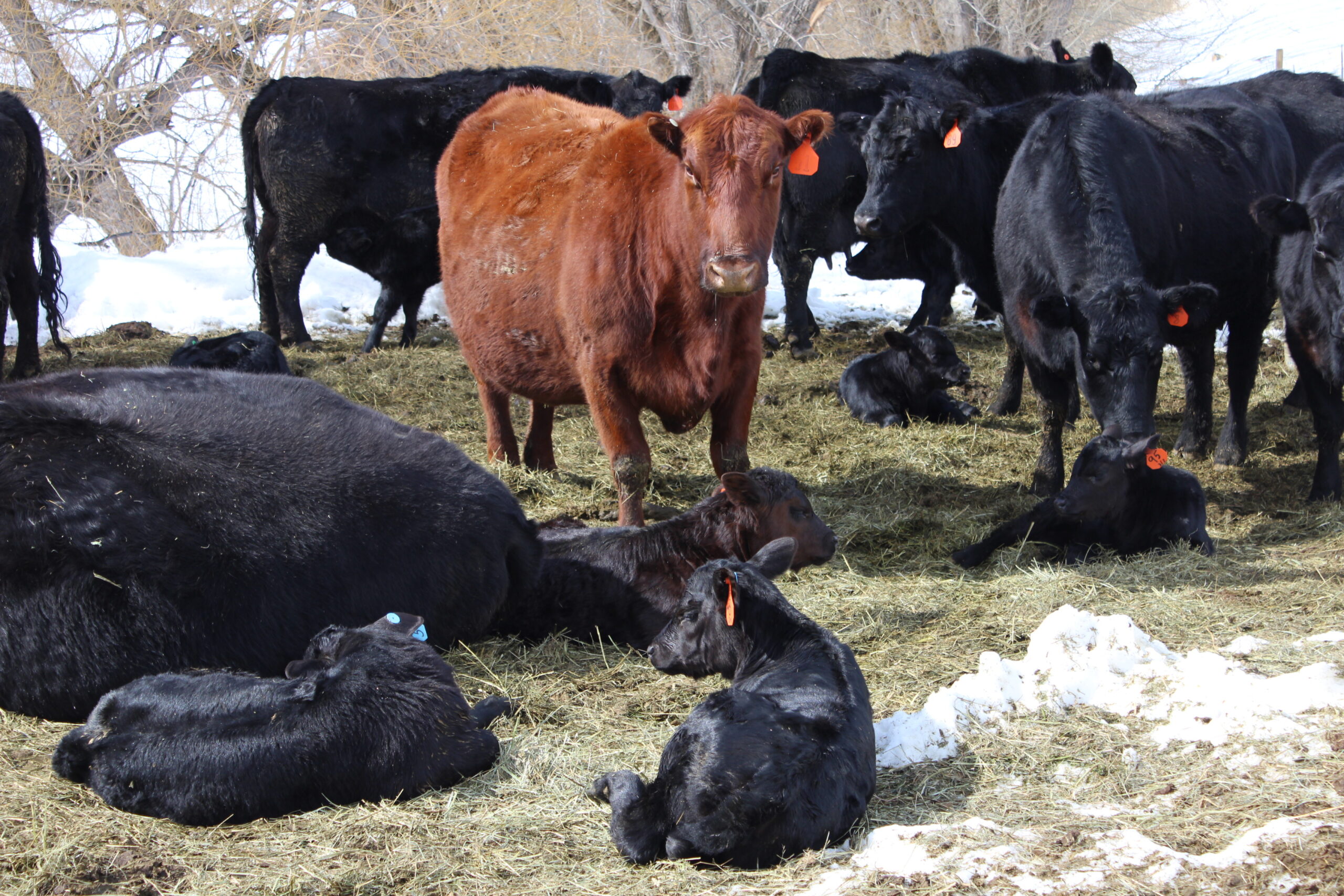 beef cows are protected as they give birth during winter