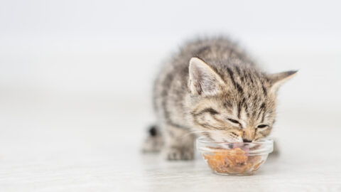 what home food can kittens eat