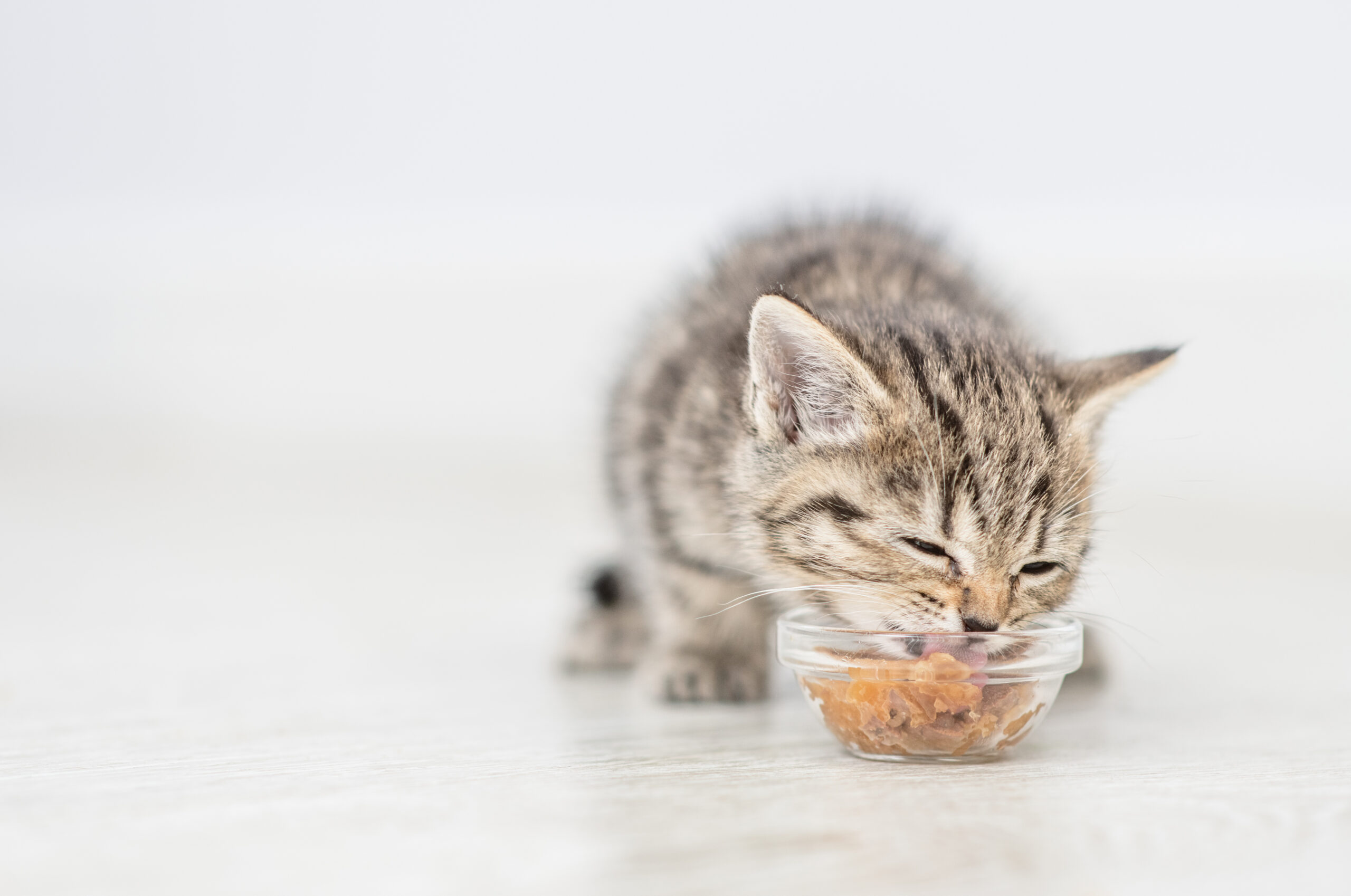 Baby kitten 2025 food homemade